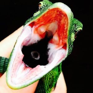 Meet your Posher, Ricky